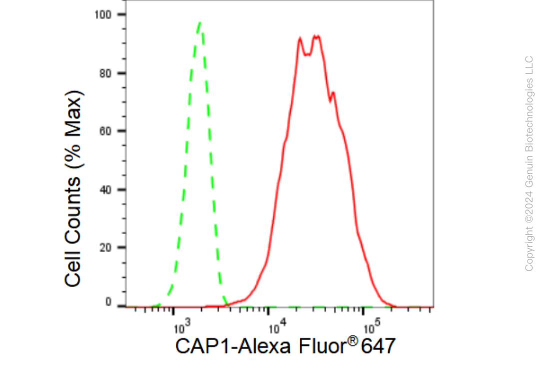 KD-Validated Anti-CAP1 Rabbit Monoclonal Antibody ABG1154
