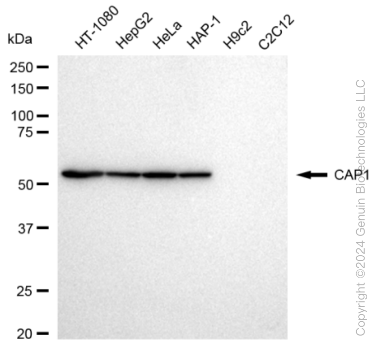 KD-Validated Anti-CAP1 Rabbit Monoclonal Antibody ABG1154