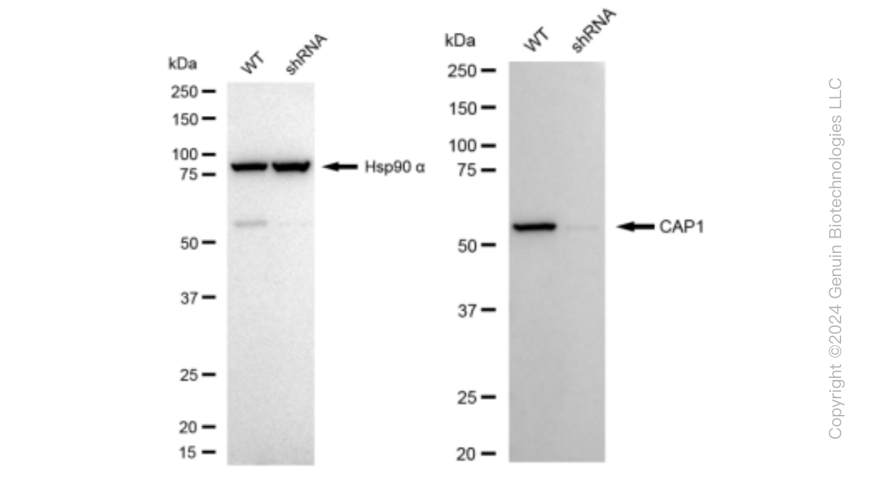 KD-Validated Anti-CAP1 Rabbit Monoclonal Antibody ABG1154