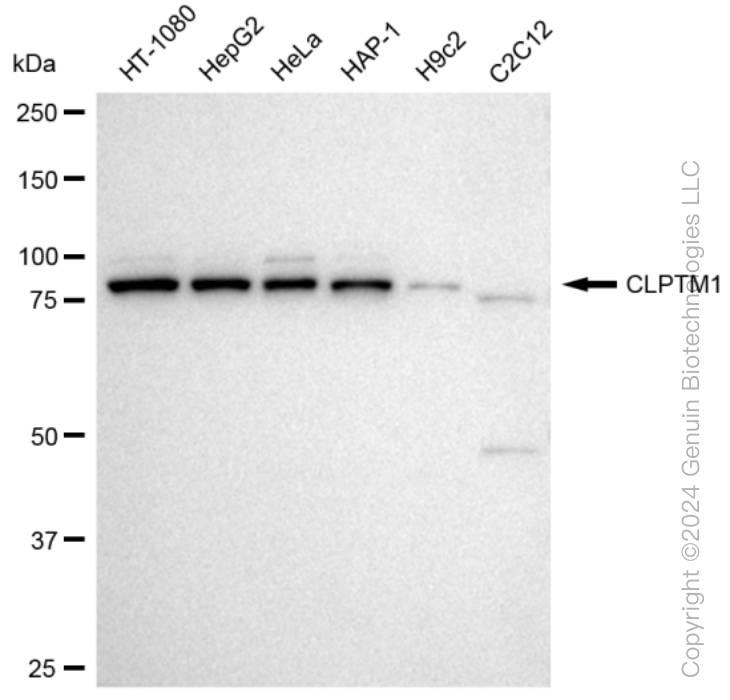 KD-Validated Anti-CLPTM1 Rabbit Monoclonal Antibody ABG1155