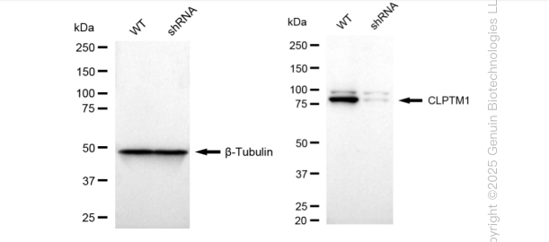KD-Validated Anti-CLPTM1 Rabbit Monoclonal Antibody ABG1155