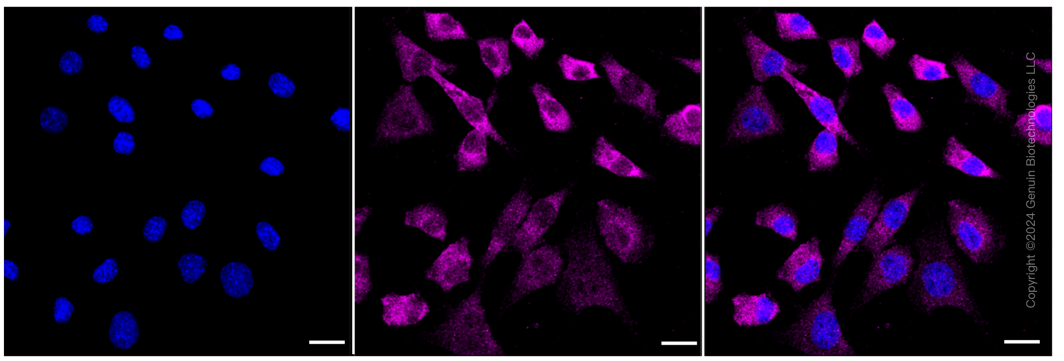 KD-Validated Anti-BAG1 Rabbit Monoclonal Antibody ABG1156