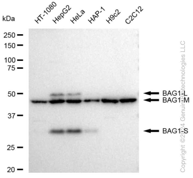 KD-Validated Anti-BAG1 Rabbit Monoclonal Antibody ABG1156