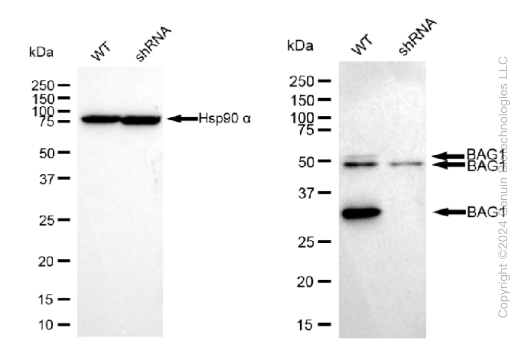 KD-Validated Anti-BAG1 Rabbit Monoclonal Antibody ABG1156