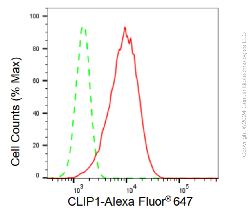 KD-Validated Anti-CLIP1 Rabbit Monoclonal Antibody ABG1157
