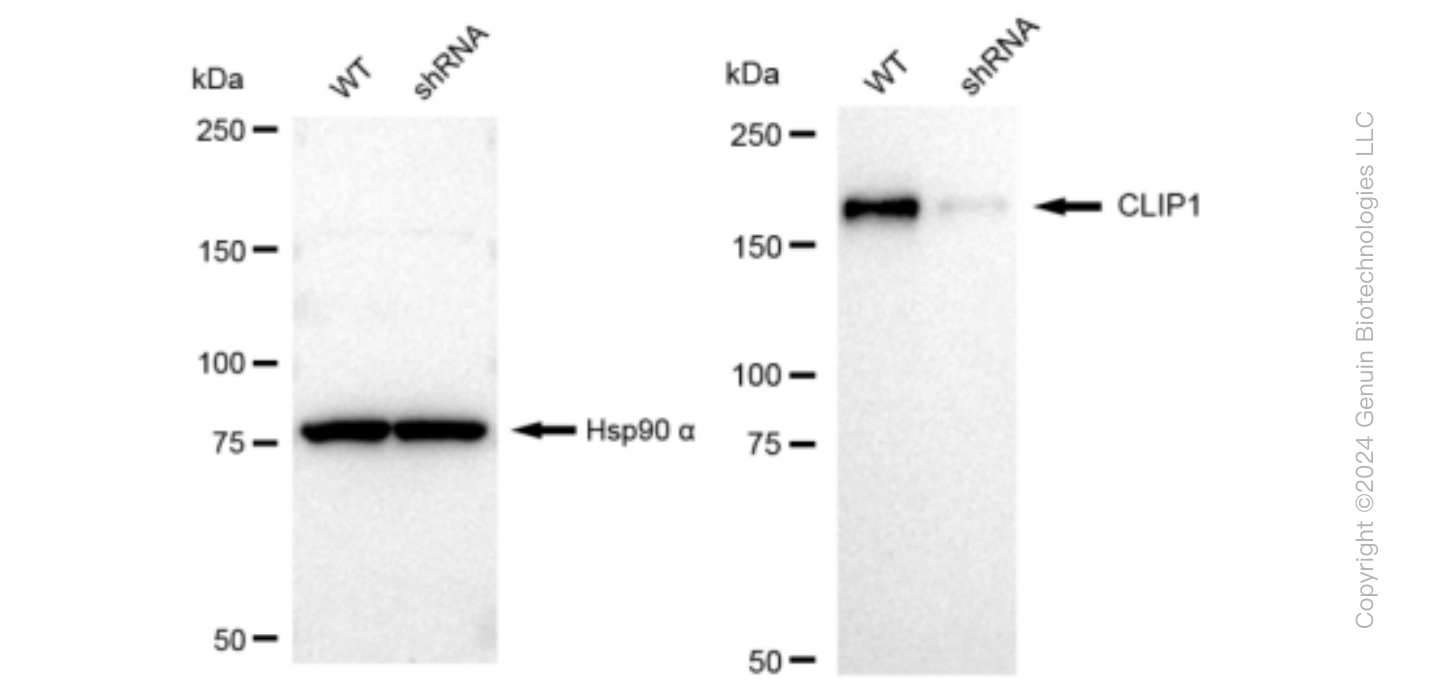 KD-Validated Anti-CLIP1 Rabbit Monoclonal Antibody ABG1157