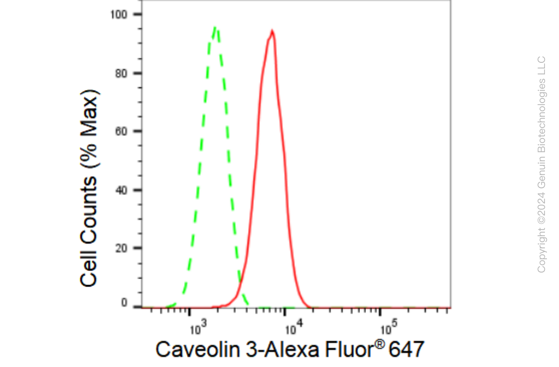 KD-Validated Anti-Caveolin 3 Rabbit Monoclonal Antibody ABG1159
