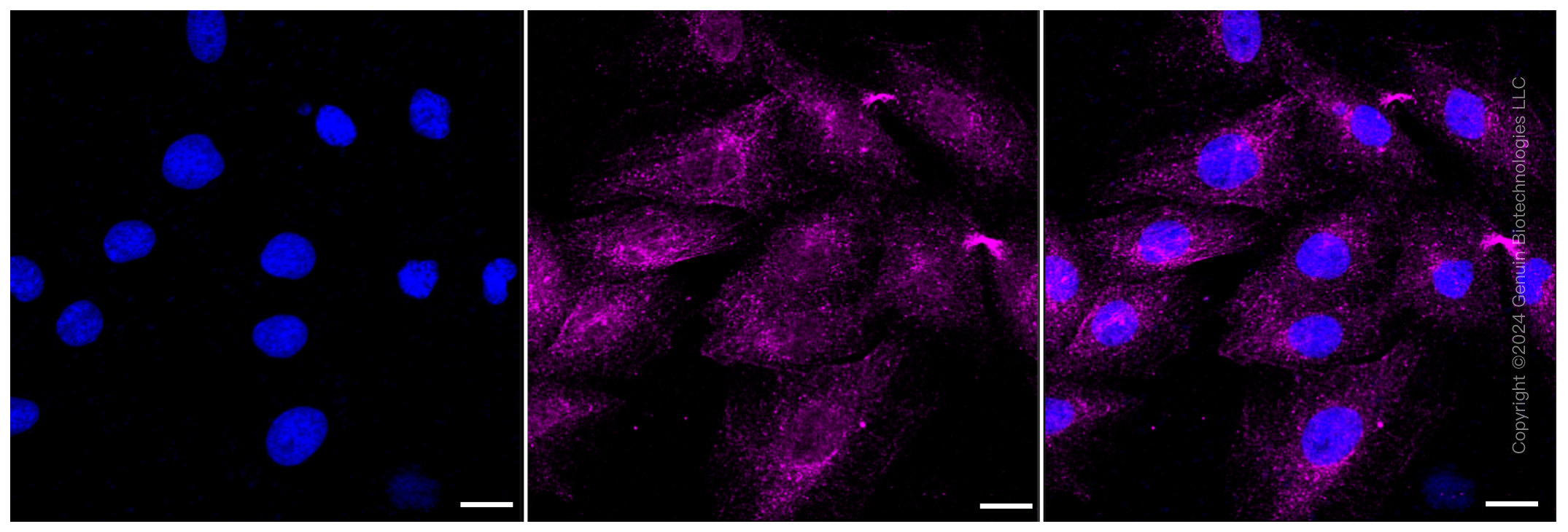 KD-Validated Anti-Caveolin 3 Rabbit Monoclonal Antibody ABG1159