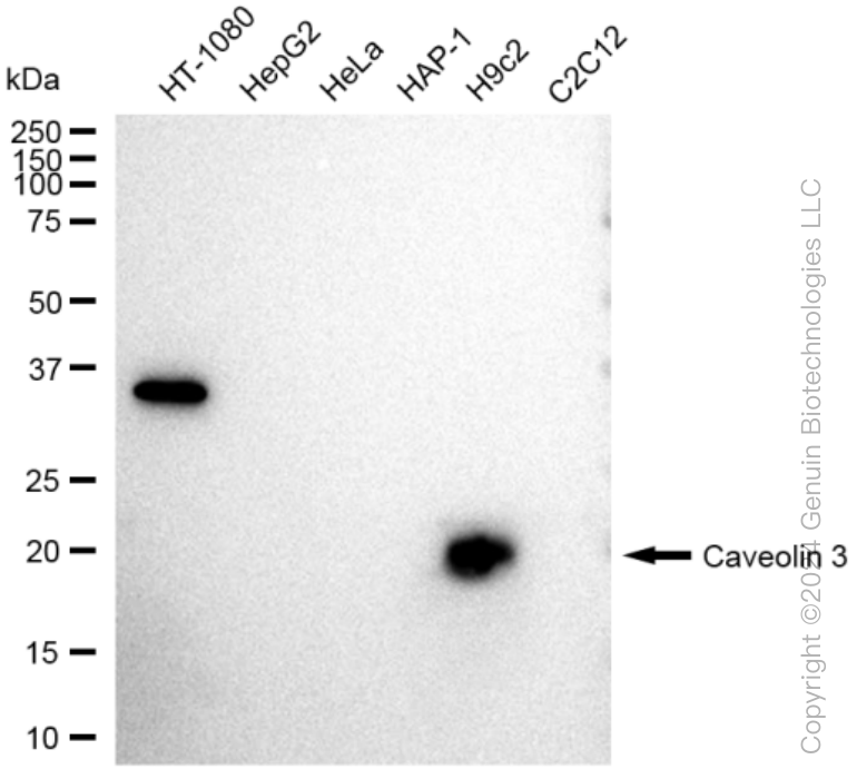KD-Validated Anti-Caveolin 3 Rabbit Monoclonal Antibody ABG1159