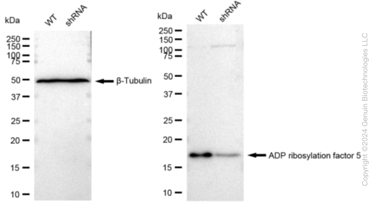 KD-Validated Anti-Caveolin 3 Rabbit Monoclonal Antibody ABG1159