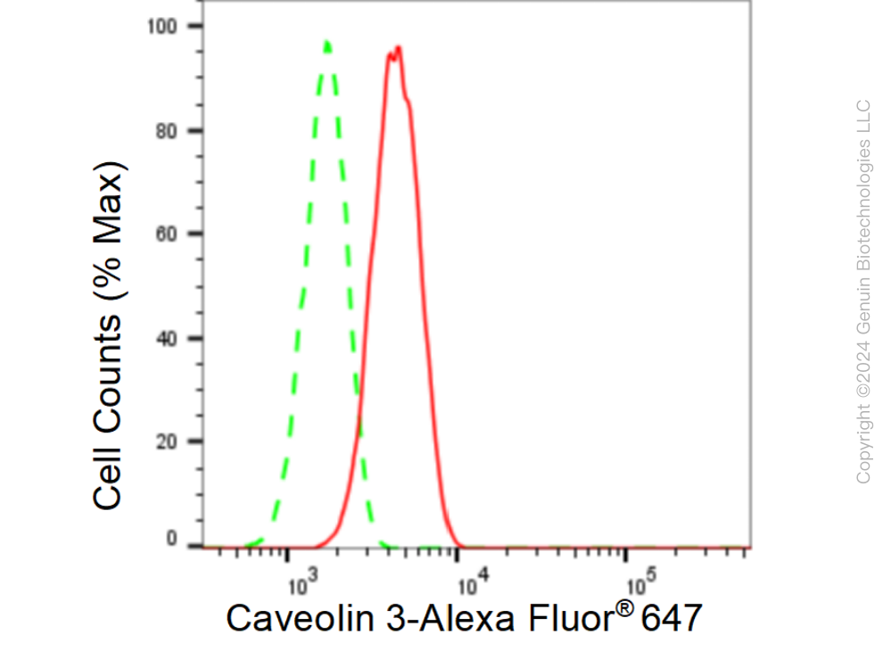 KD-Validated Anti-Caveolin 3 Rabbit Monoclonal Antibody ABG1160