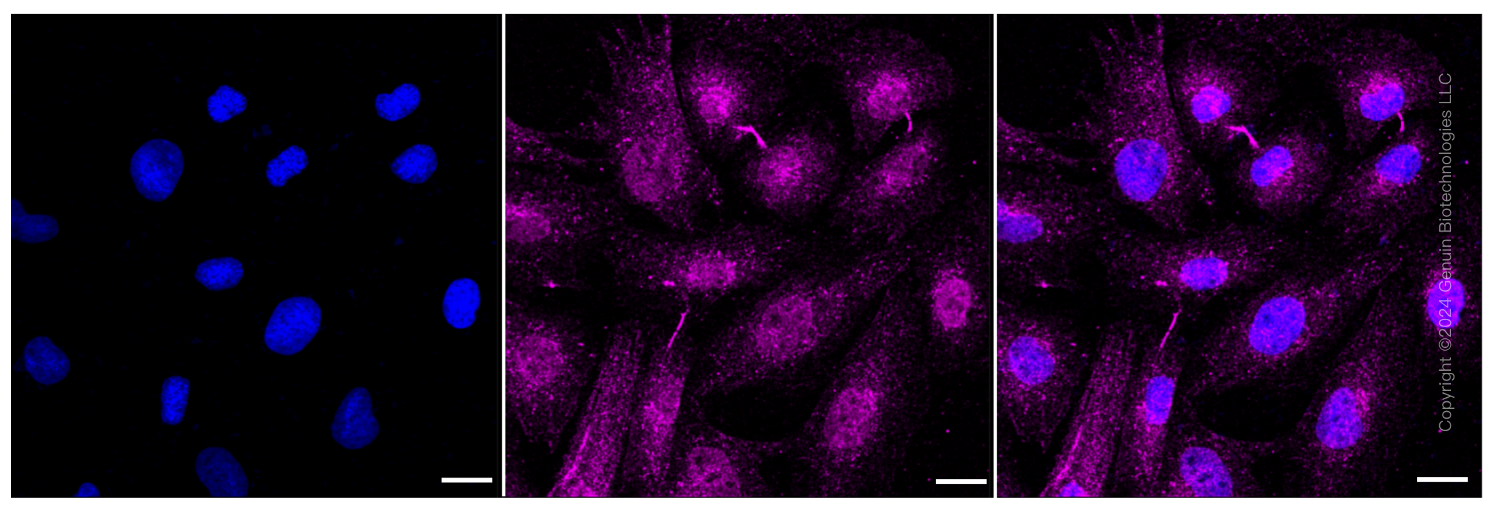 KD-Validated Anti-Caveolin 3 Rabbit Monoclonal Antibody ABG1160