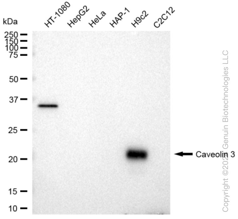 KD-Validated Anti-Caveolin 3 Rabbit Monoclonal Antibody ABG1160
