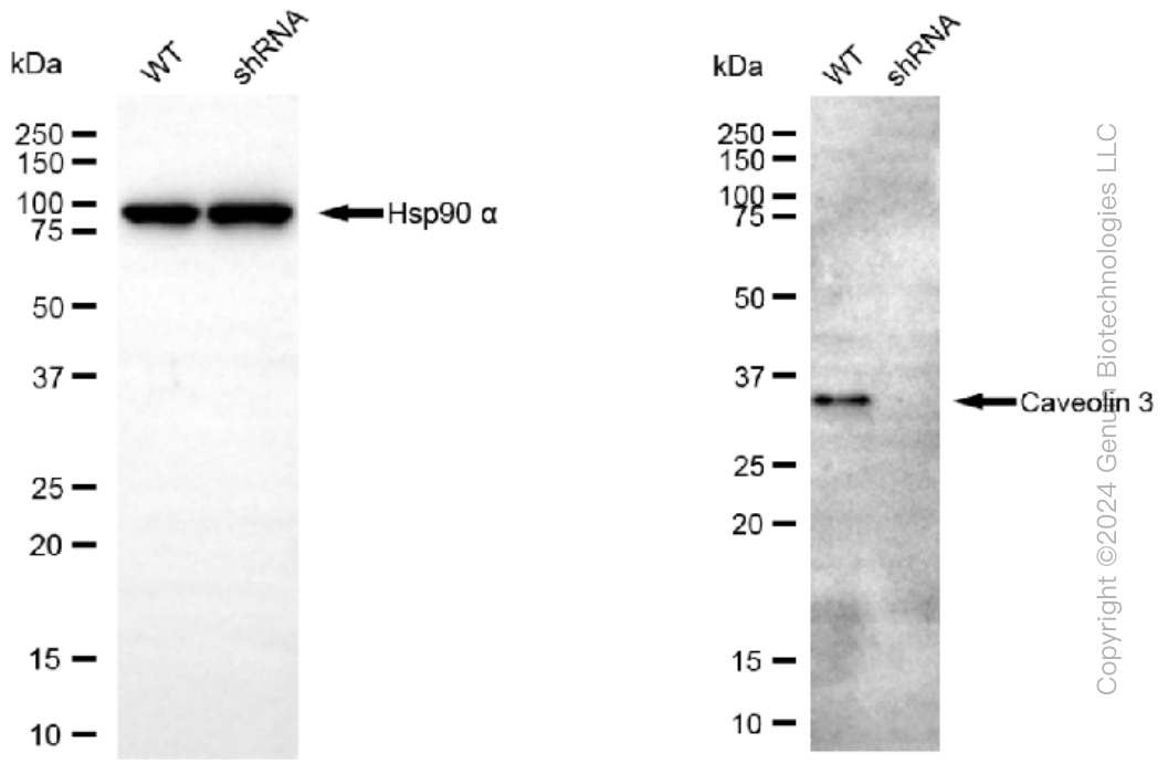 KD-Validated Anti-Caveolin 3 Rabbit Monoclonal Antibody ABG1160