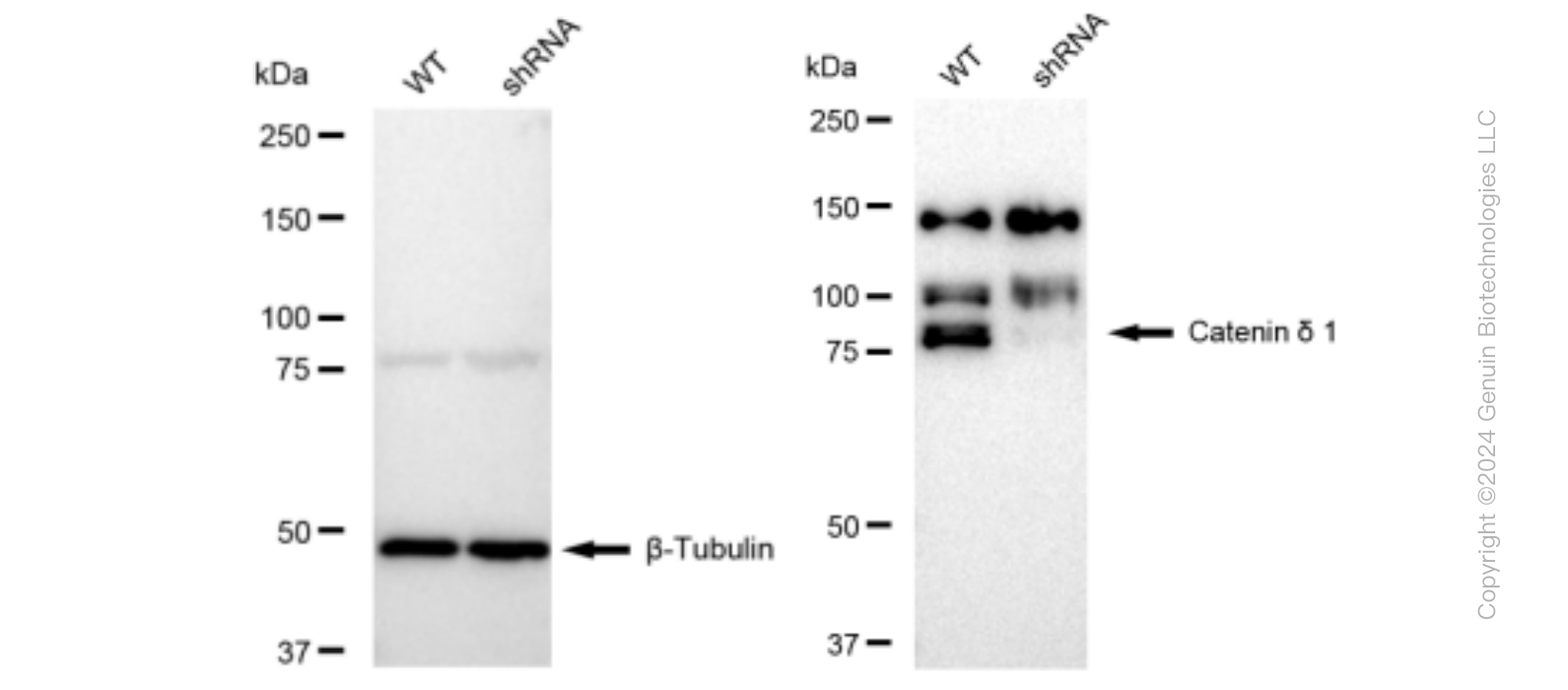 KD-Validated Anti-Catenin delta 1 Rabbit Monoclonal Antibody ABG1161