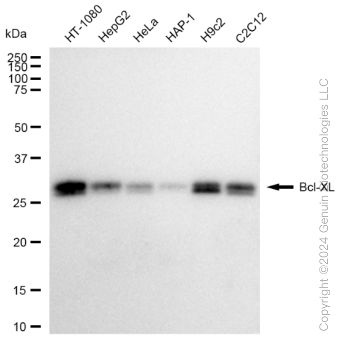 KD-Validated Anti-Bcl-XL Rabbit Monoclonal Antibody ABG1163