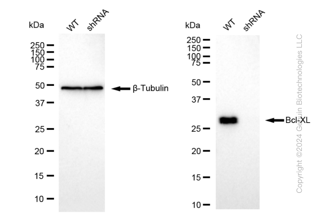 KD-Validated Anti-Bcl-XL Rabbit Monoclonal Antibody ABG1163
