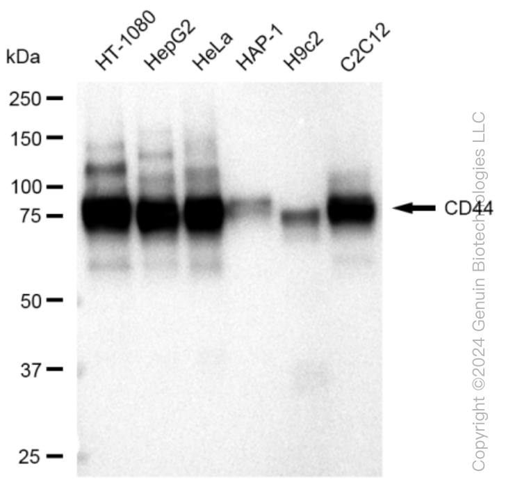 KD-Validated Anti-CD44 Rabbit Monoclonal Antibody ABG1164
