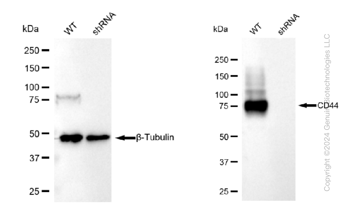 KD-Validated Anti-CD44 Rabbit Monoclonal Antibody ABG1164
