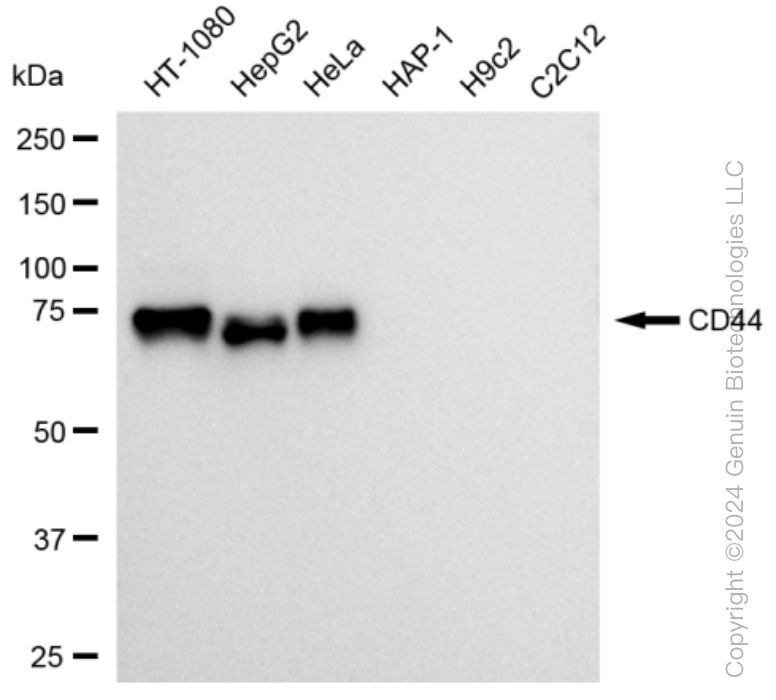 KD-Validated Anti-CD44 Rabbit Monoclonal Antibody ABG1165