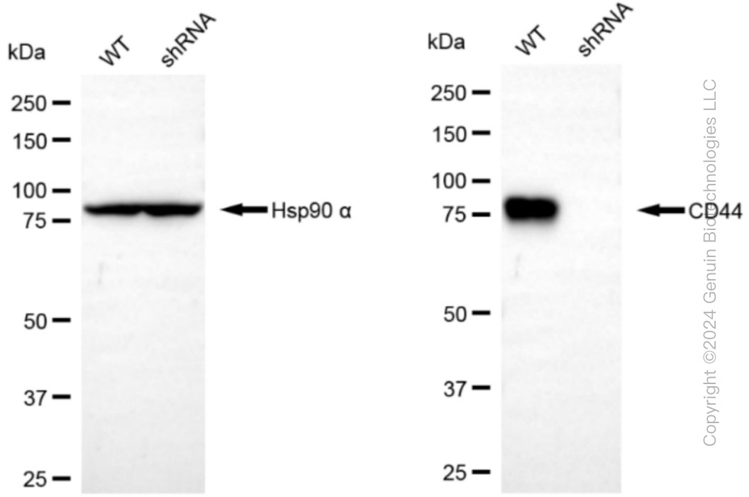 KD-Validated Anti-CD44 Rabbit Monoclonal Antibody ABG1165