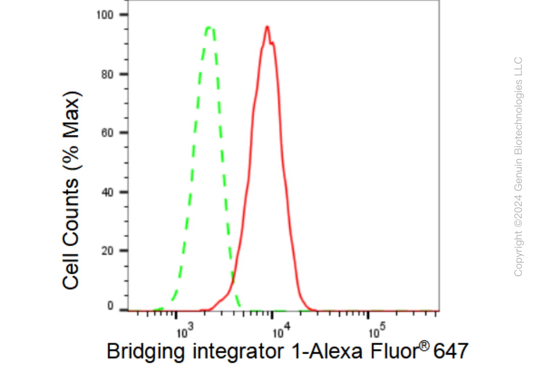 KD-Validated Anti-Bridging integrator 1 Rabbit Monoclonal Antibody ABG1166