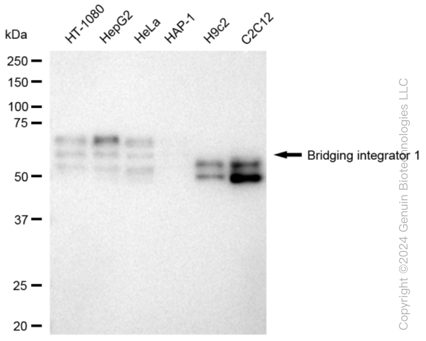 KD-Validated Anti-Bridging integrator 1 Rabbit Monoclonal Antibody ABG1166