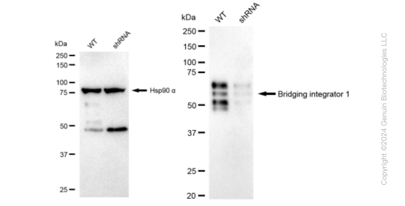 KD-Validated Anti-Bridging integrator 1 Rabbit Monoclonal Antibody ABG1166