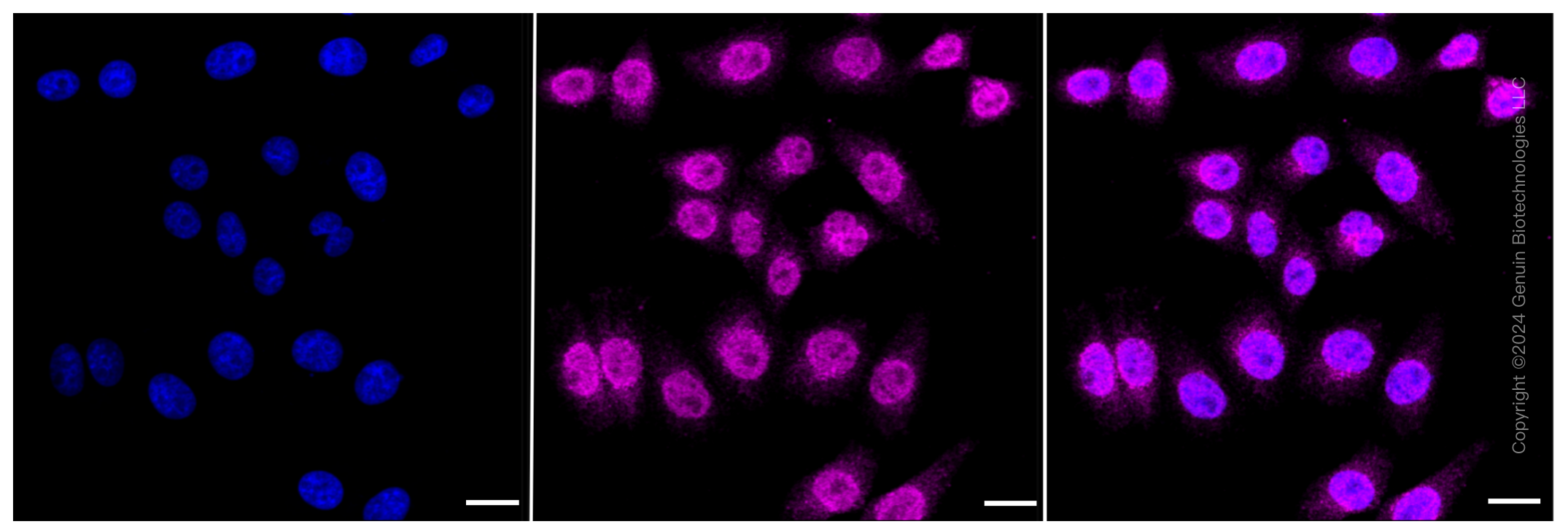 KD-Validated Anti-Chromosome 3 open reading frame 38 Rabbit Monoclonal Antibody ABG1167
