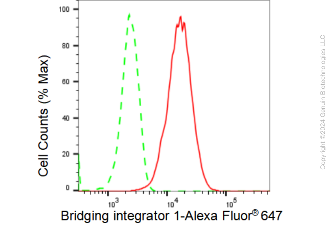 KD-Validated Anti-Bridging integrator 1 Rabbit Monoclonal Antibody ABG1168