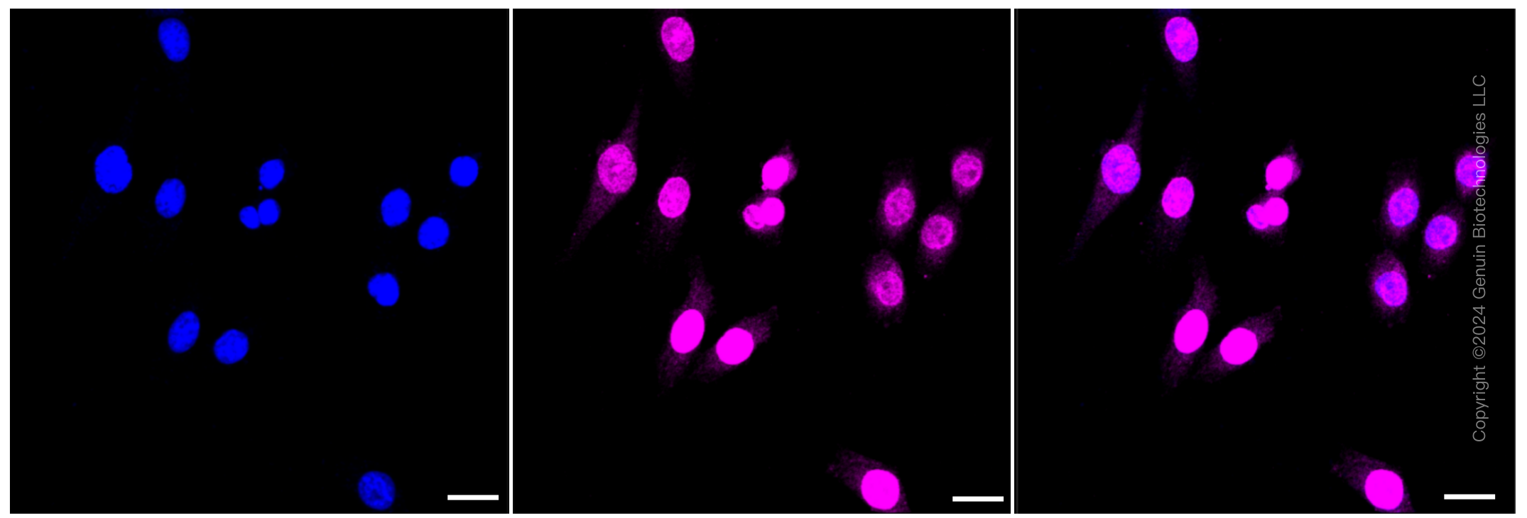 KD-Validated Anti-Bridging integrator 1 Rabbit Monoclonal Antibody ABG1168