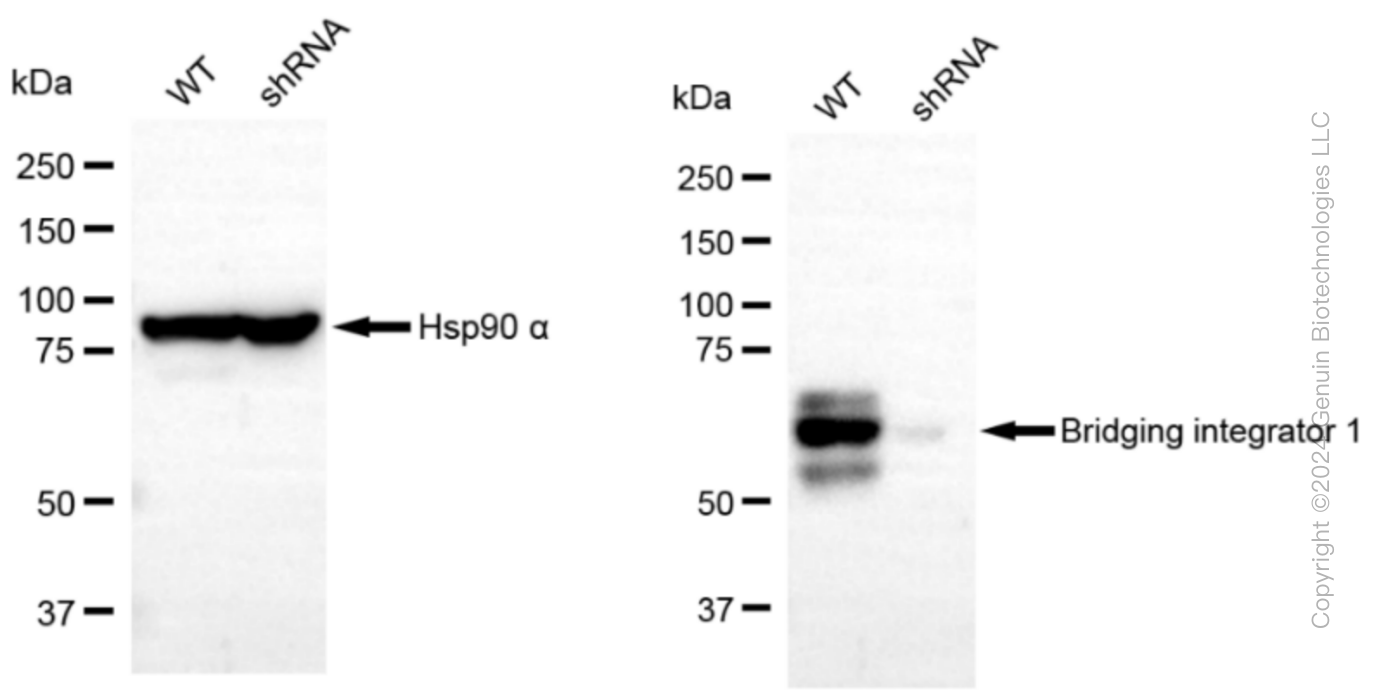 KD-Validated Anti-Bridging integrator 1 Rabbit Monoclonal Antibody ABG1168