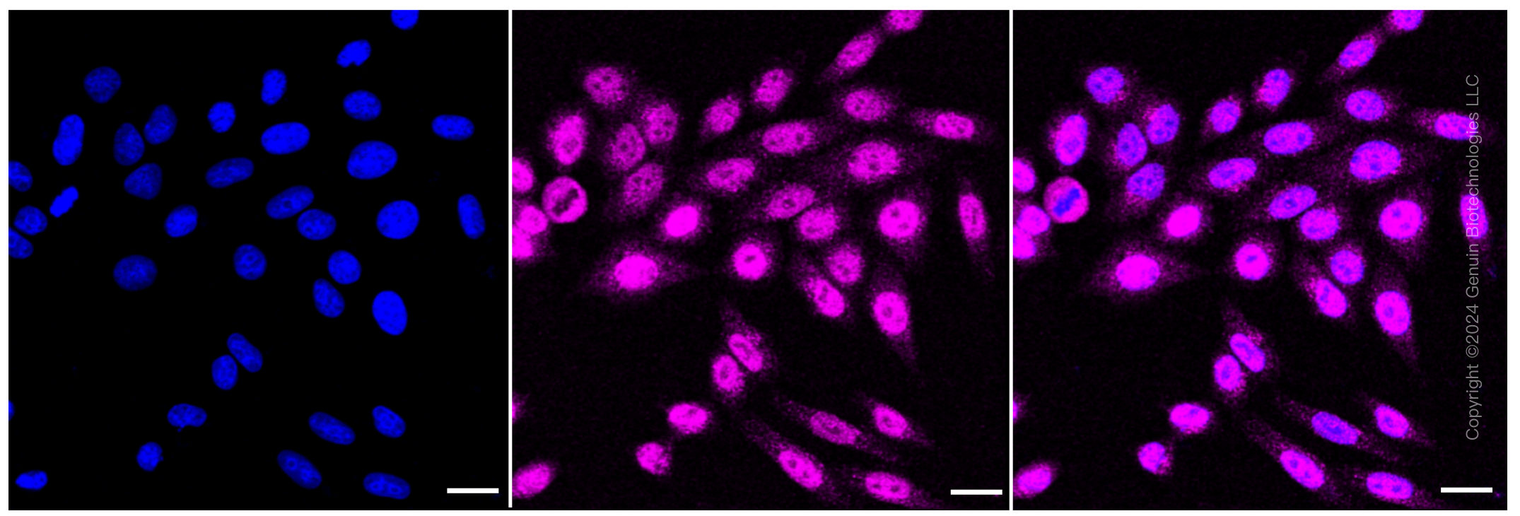 KD-Validated Anti-Aryl hydrocarbon receptor Rabbit Monoclonal Antibody ABG1170