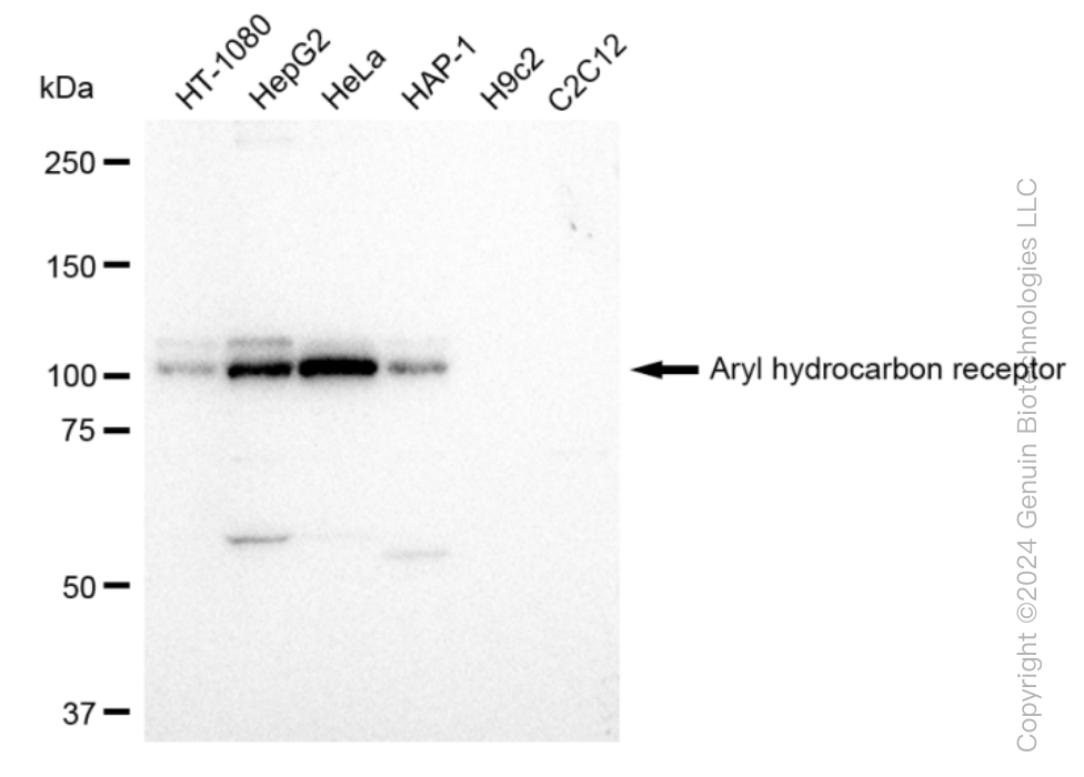 KD-Validated Anti-Aryl hydrocarbon receptor Rabbit Monoclonal Antibody ABG1170