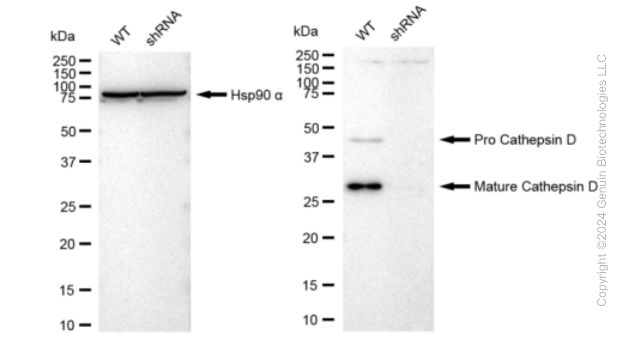 KD-Validated Anti-Cathepsin D Rabbit Monoclonal Antibody ABG1171