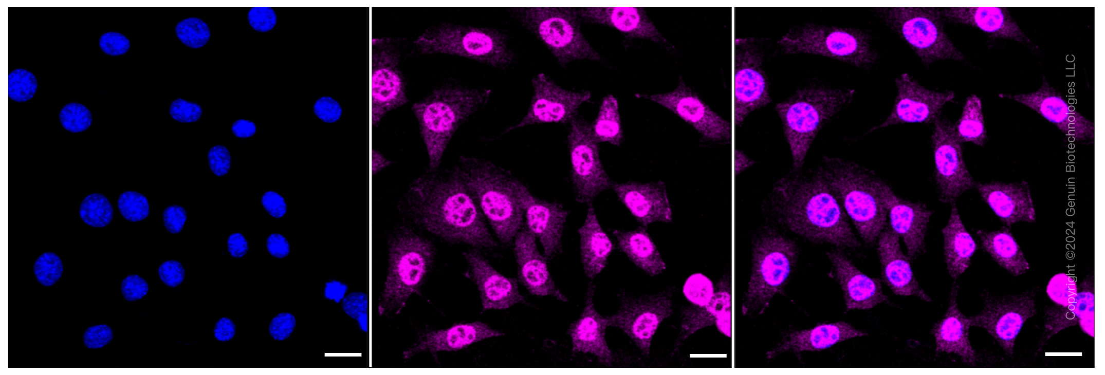 KD-Validated Anti-Cell division cycle 16 Rabbit Monoclonal Antibody ABG1173