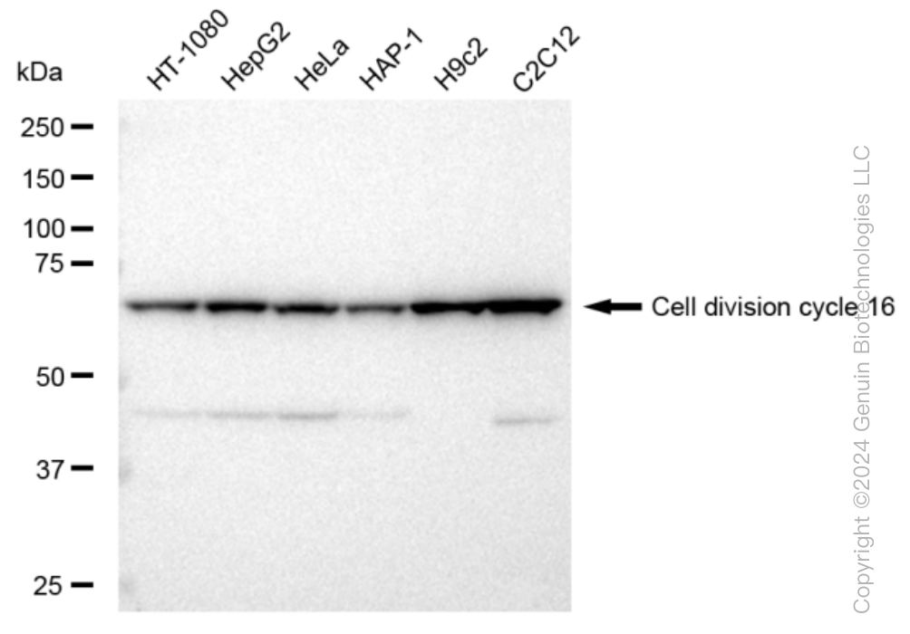 KD-Validated Anti-Cell division cycle 16 Rabbit Monoclonal Antibody ABG1173