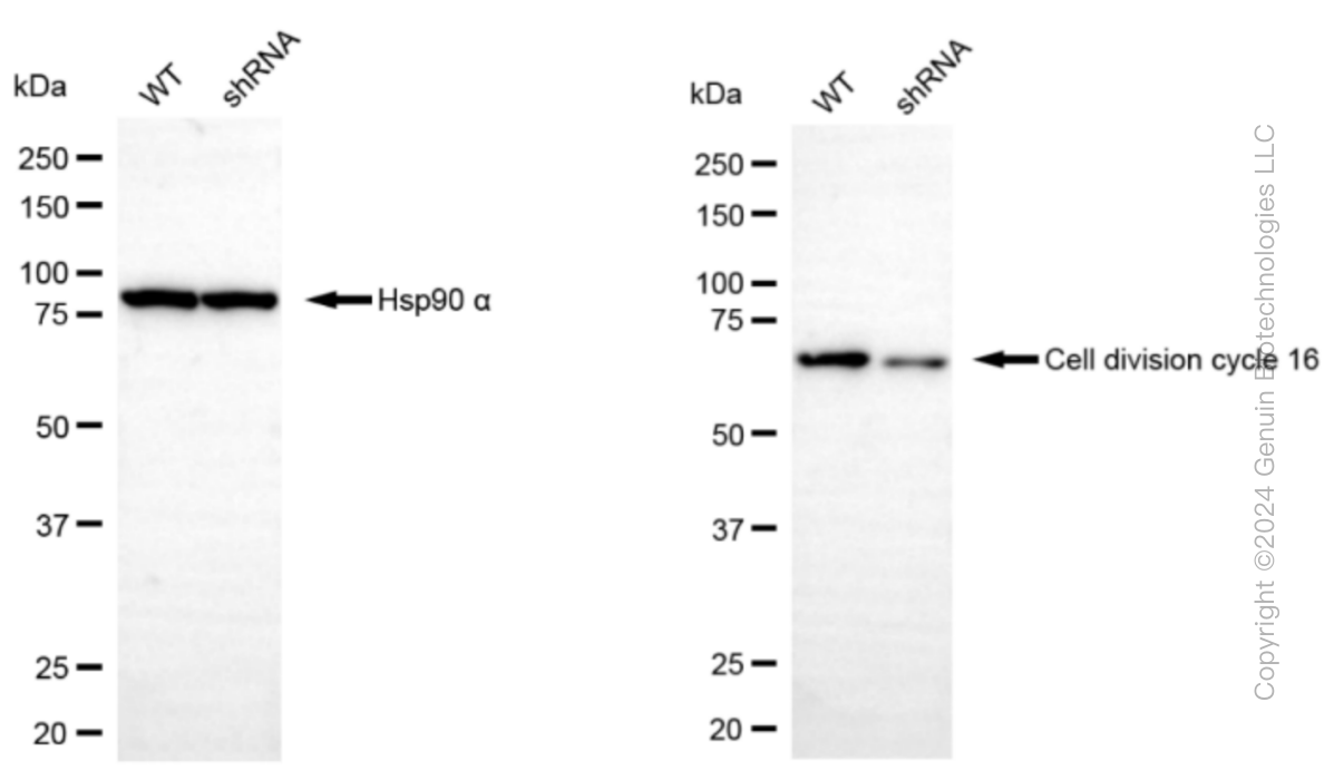 KD-Validated Anti-Cell division cycle 16 Rabbit Monoclonal Antibody ABG1173
