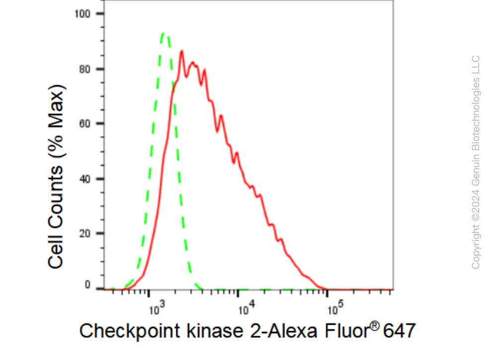 KD-Validated Anti-Checkpoint kinase 2 Rabbit Monoclonal Antibody ABG1175
