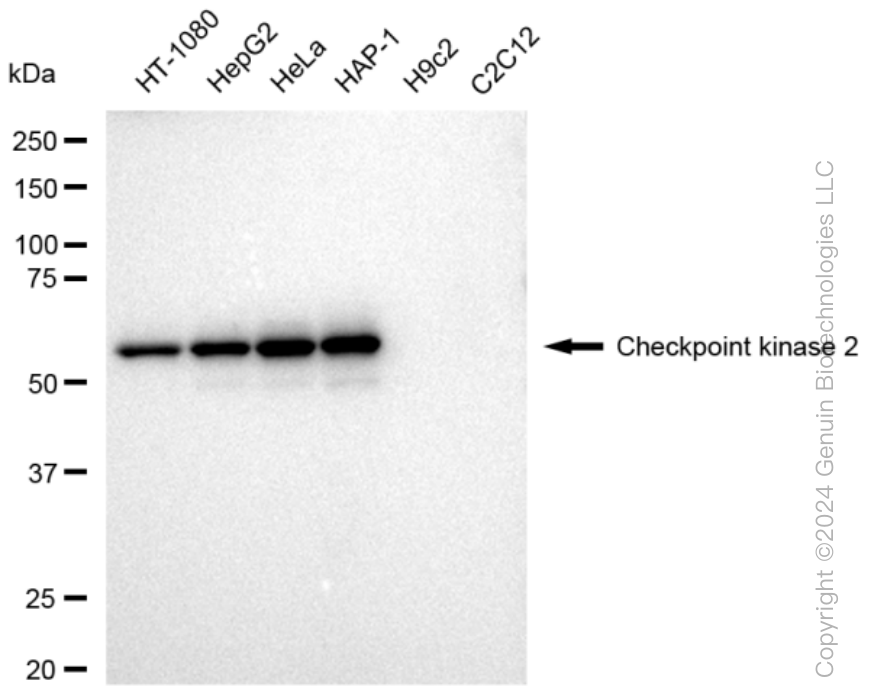 KD-Validated Anti-Checkpoint kinase 2 Rabbit Monoclonal Antibody ABG1175