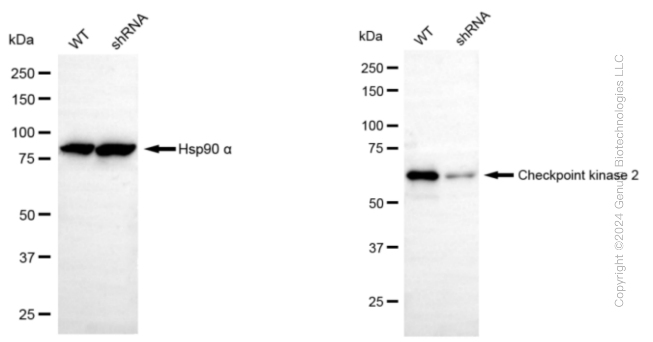 KD-Validated Anti-Checkpoint kinase 2 Rabbit Monoclonal Antibody ABG1175