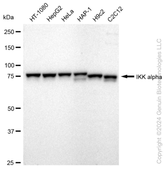 KD-Validated Anti-IKK α Rabbit Monoclonal Antibody ABG1176