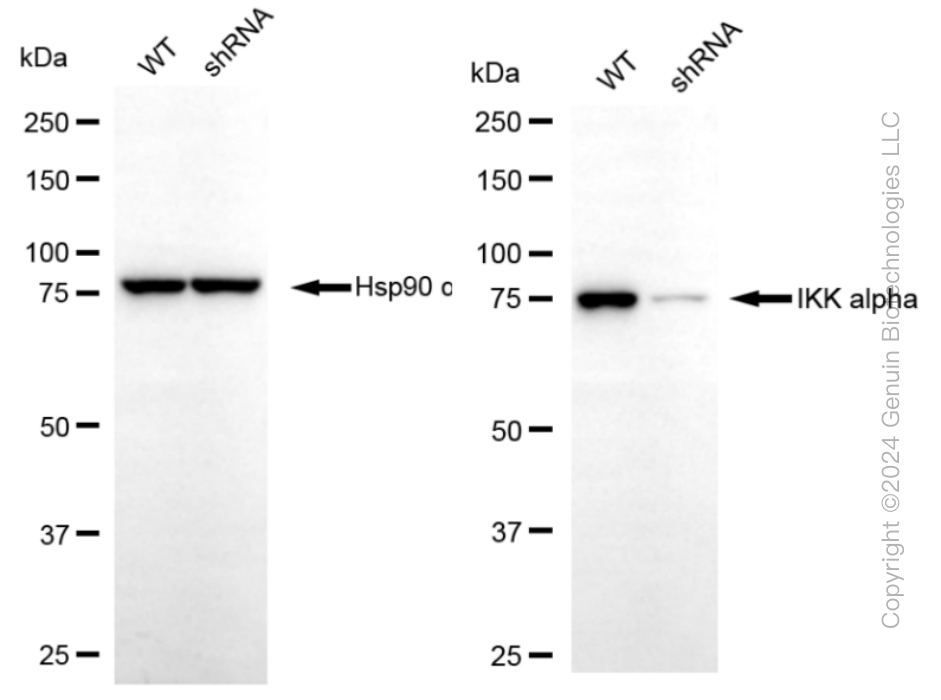 KD-Validated Anti-IKK α Rabbit Monoclonal Antibody ABG1176