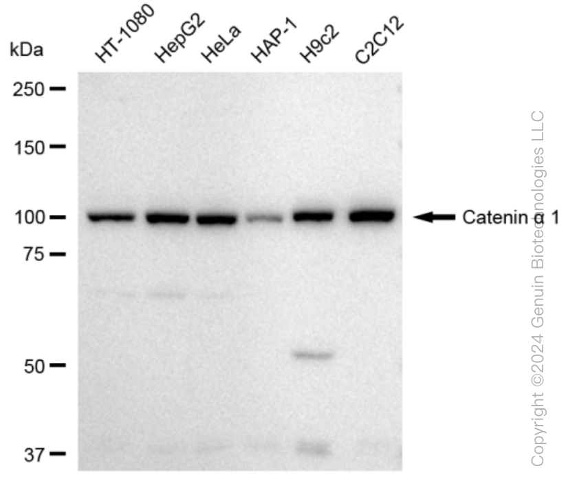 KD-Validated Anti-Catenin alpha 1 Rabbit Monoclonal Antibody ABG1177