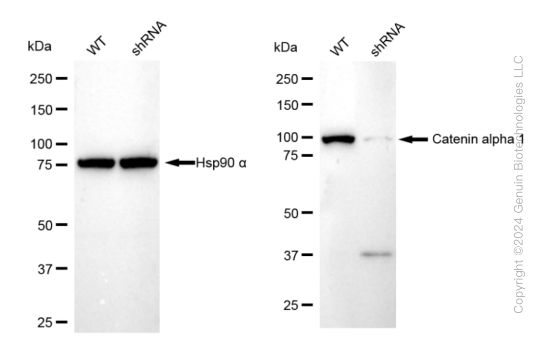 KD-Validated Anti-Catenin alpha 1 Rabbit Monoclonal Antibody ABG1177