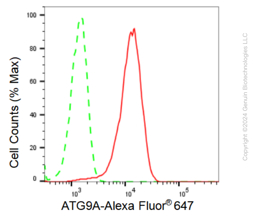 KD-Validated Anti-ATG9A Rabbit Monoclonal Antibody ABG1178