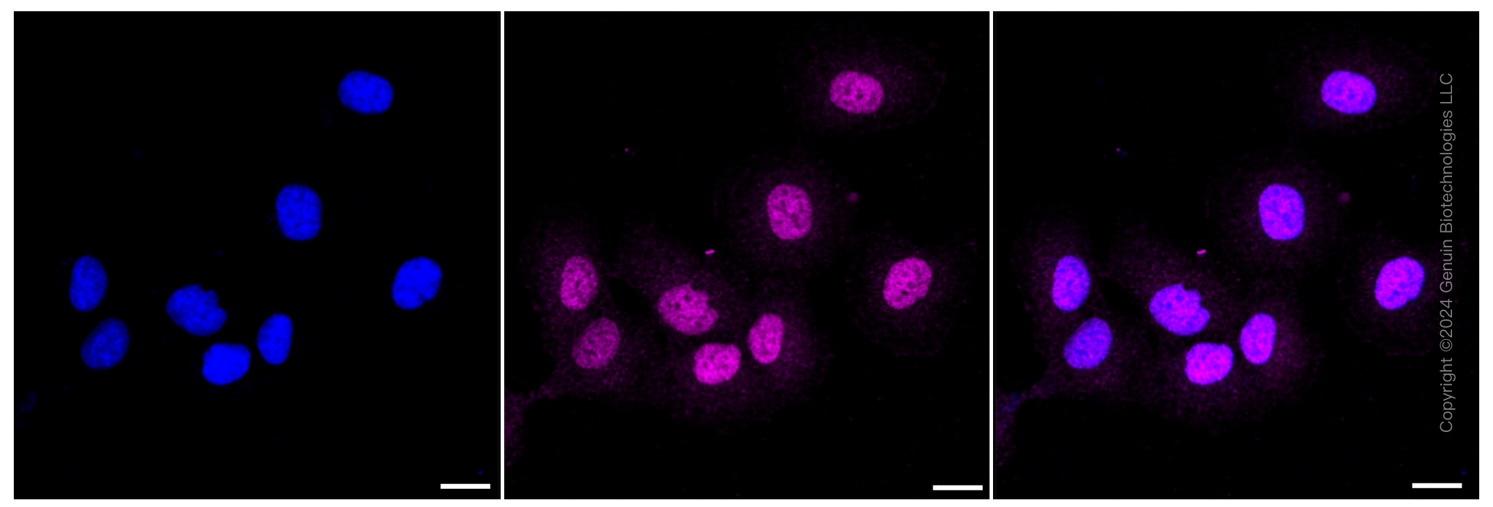 KD-Validated Anti-CD13 Rabbit Monoclonal Antibody ABG1179