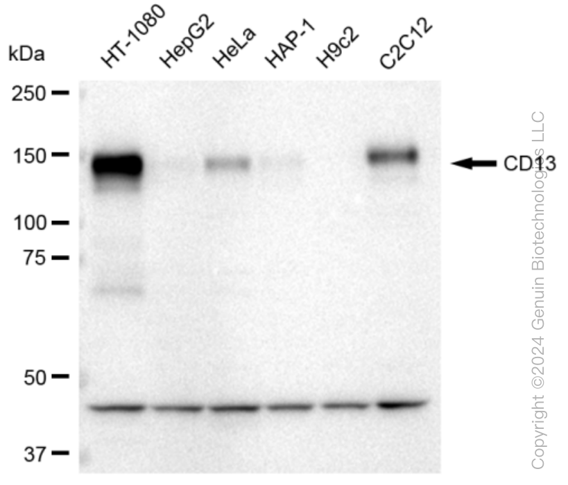 KD-Validated Anti-CD13 Rabbit Monoclonal Antibody ABG1179