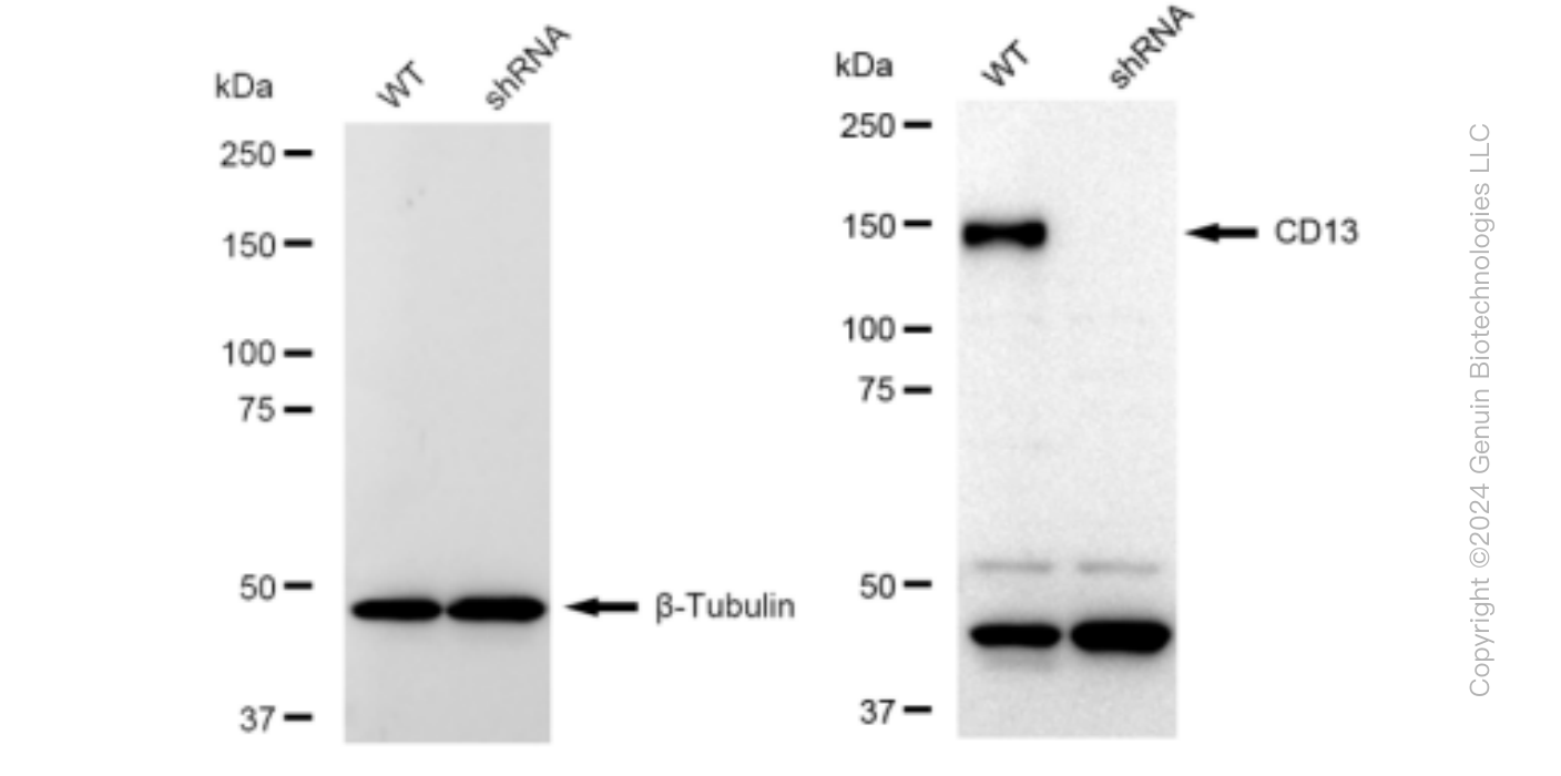 KD-Validated Anti-CD13 Rabbit Monoclonal Antibody ABG1179