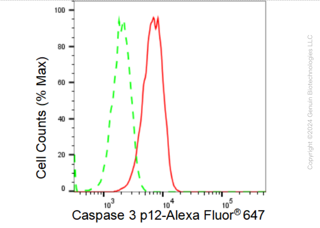KD-Validated Anti-Caspase 3 p12 Rabbit Monoclonal Antibody ABG1180